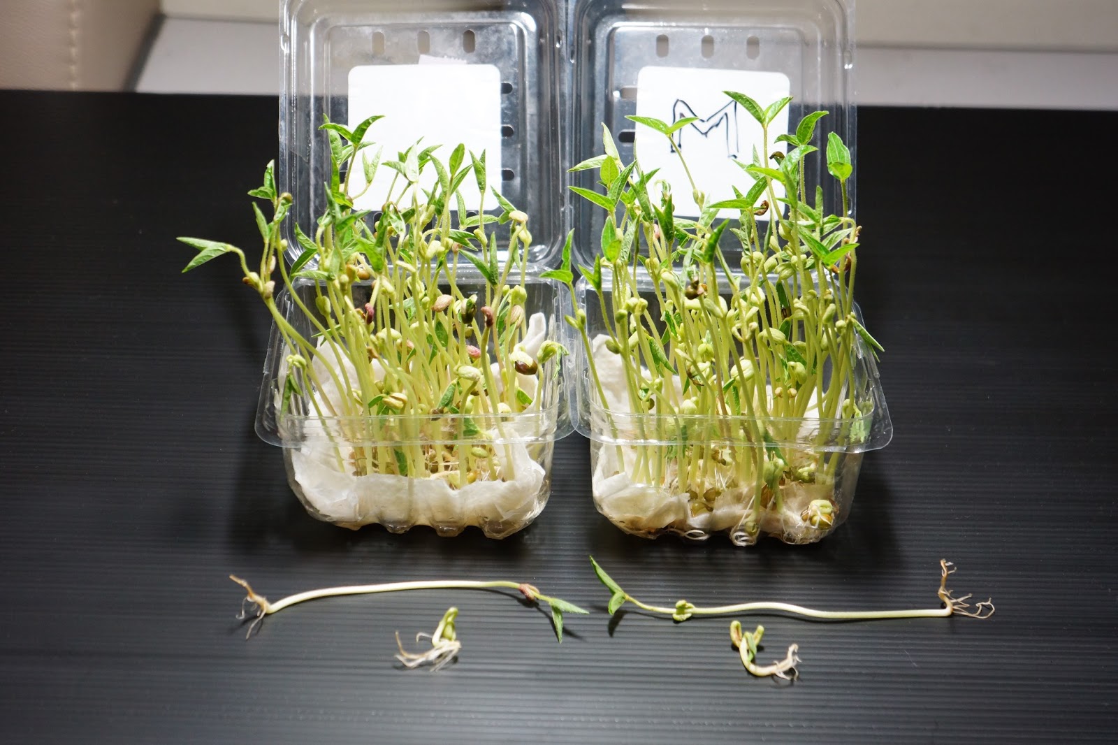 Tropical Gardening Is water damaged by boiling in a microwave oven?