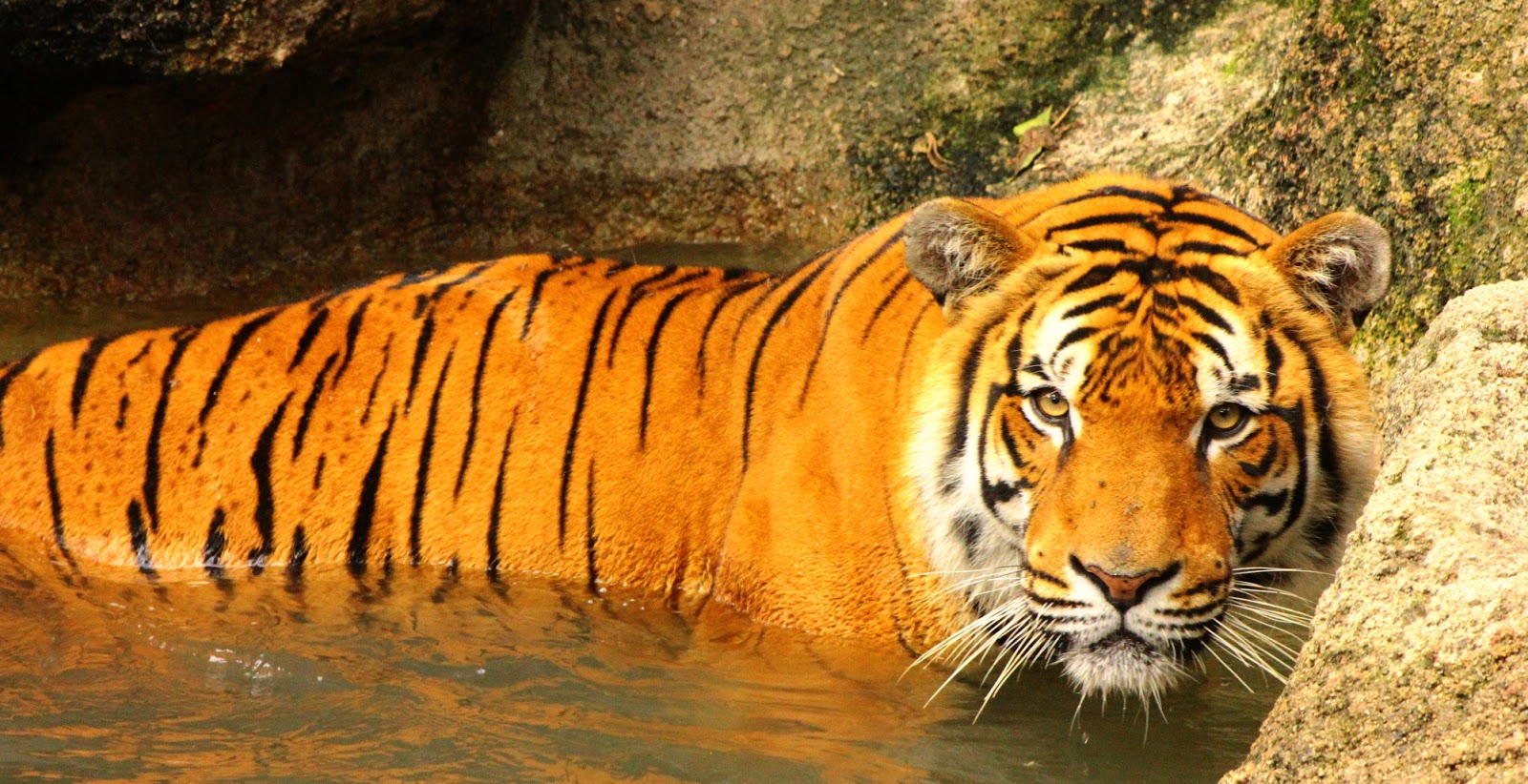ZooSantaFe: Tesoro nacional de India y Bangladesh