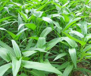 sayur kangkung