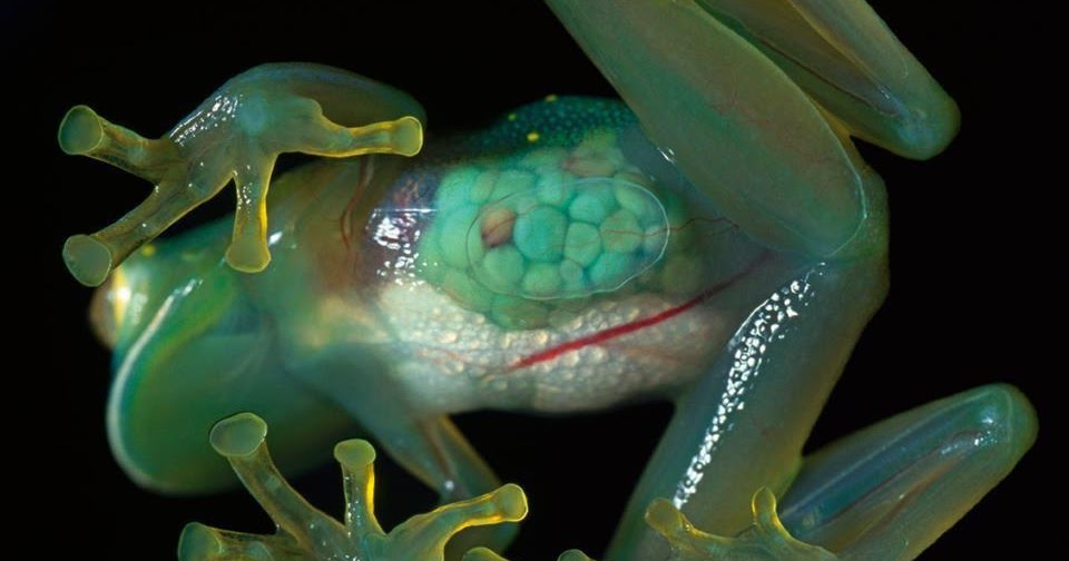 BIOLOGIANDU: SAPO DE VIDRO