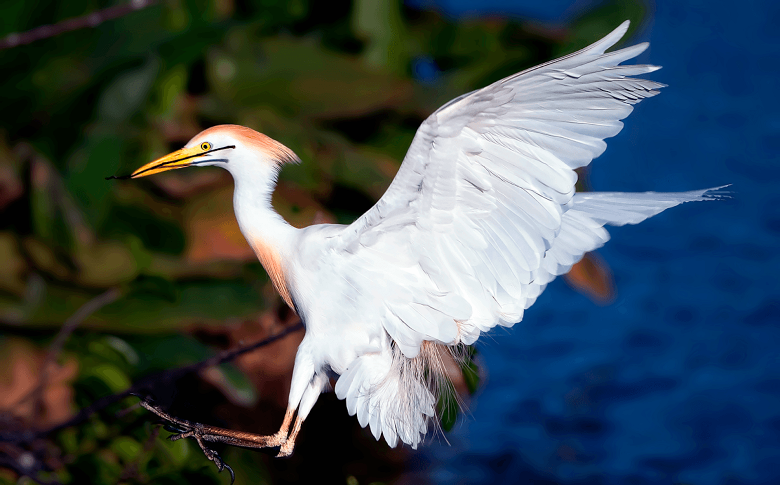 Amezing Cattle Egret Flying Wallpaper - FREE ALL HD WALLPAPERS DOWNLOAD