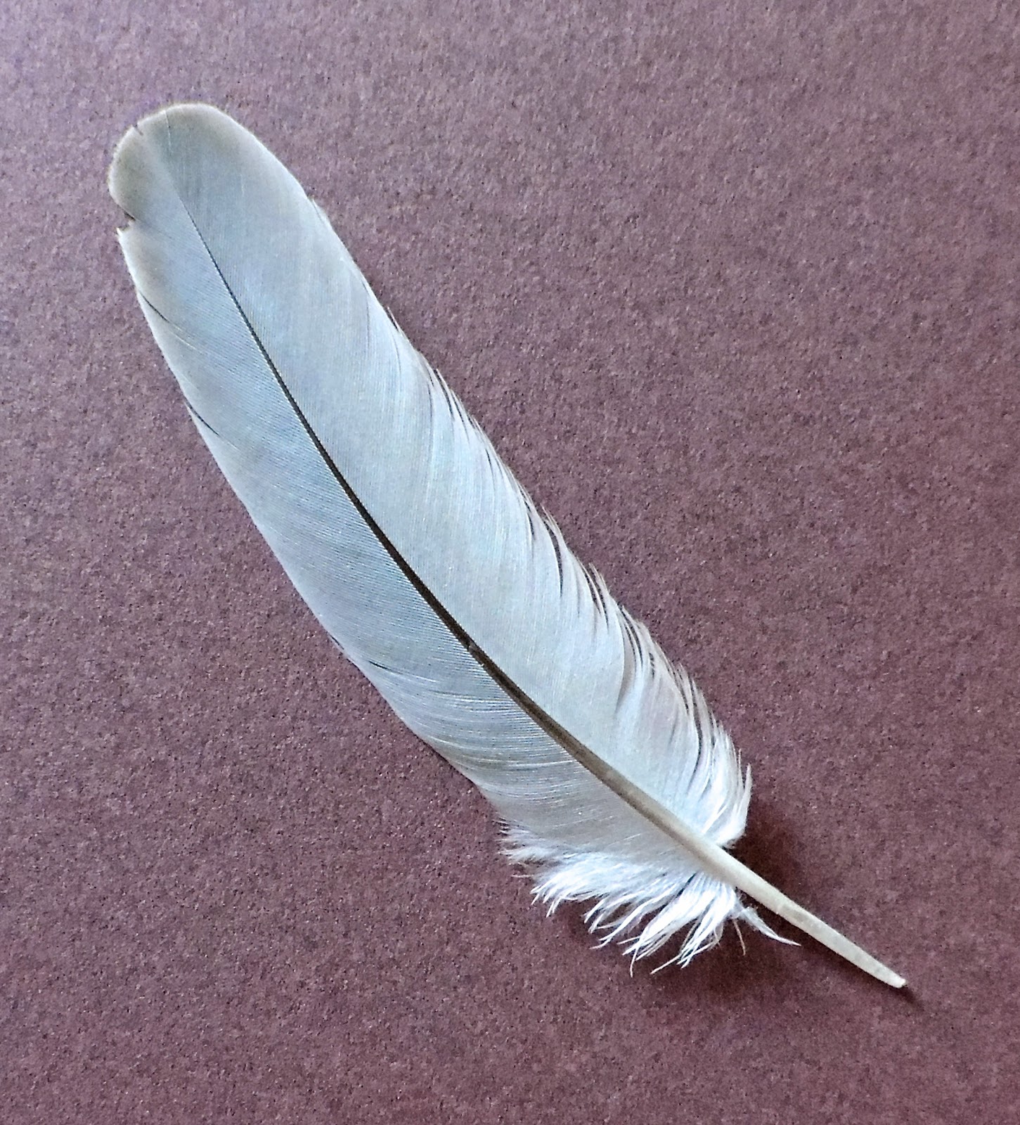 Let All Creation Sing!