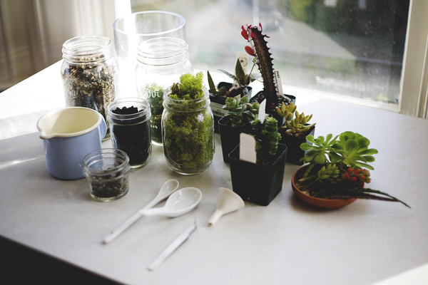 The Fern and Mossery: February 2012