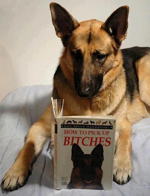 dog-reading-how-to-pick-up-*****es-book-German-Shepherd-13598021130.jpg
