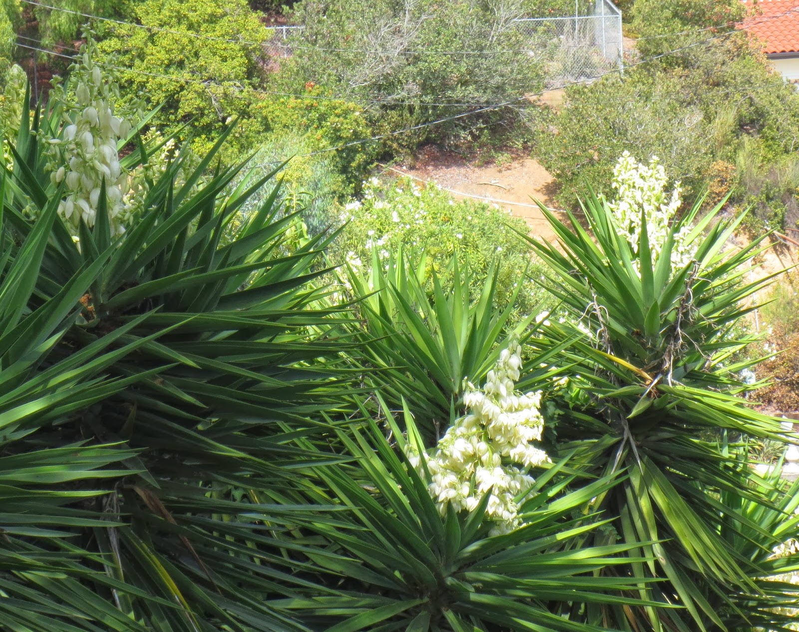 Late to the Garden Party My favorite plant this week