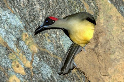 Grey Necked Rockfowl Bird Photos