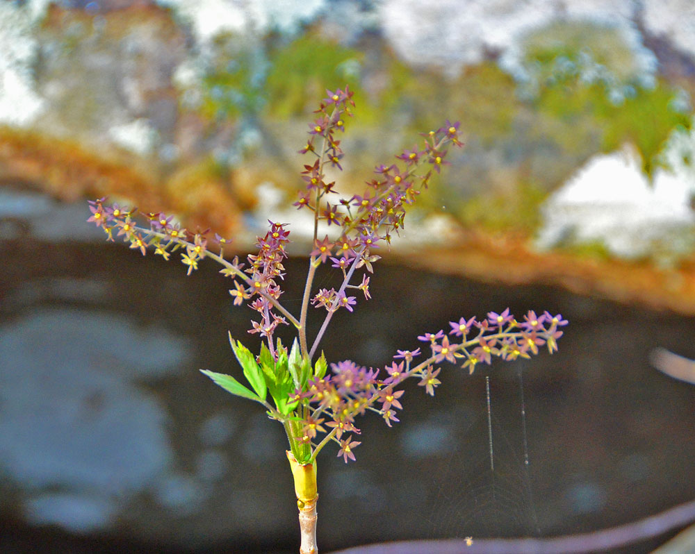WhitesCreek Journal Spring Wildflowers