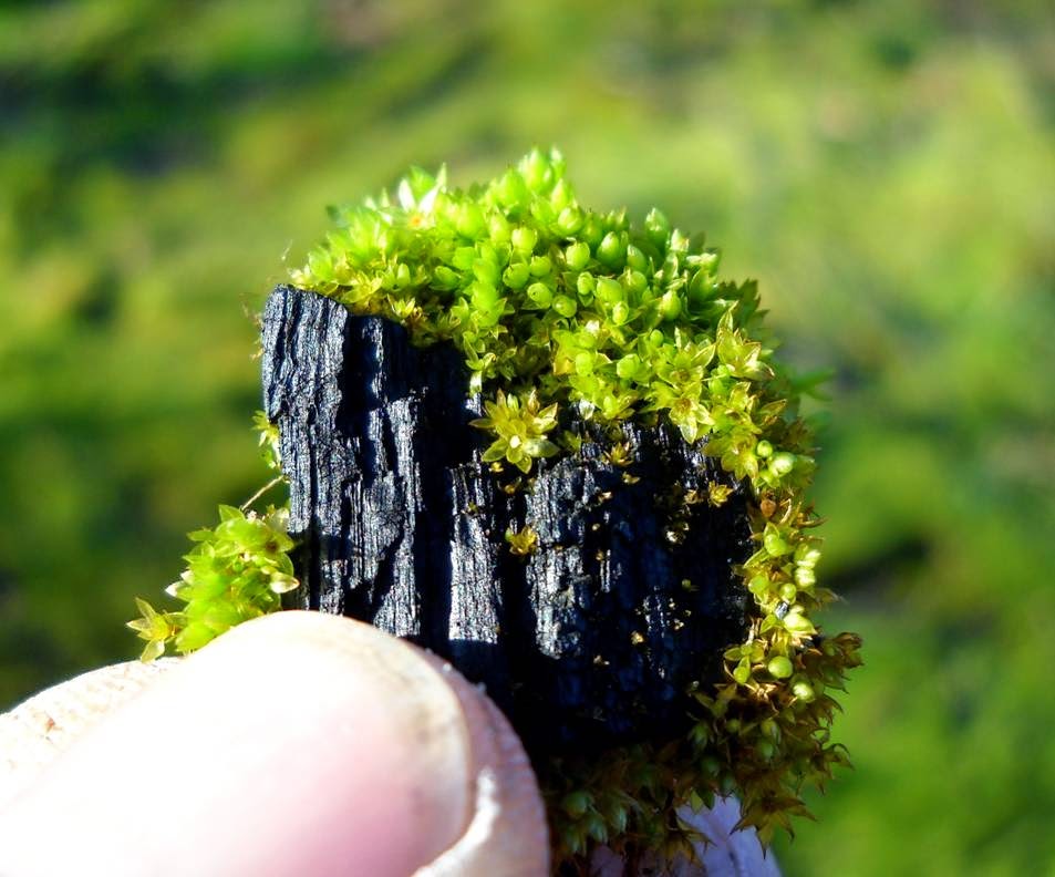 The Biochar Moment thumbnail