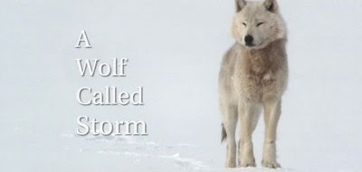 Wolf Called Storm-HD