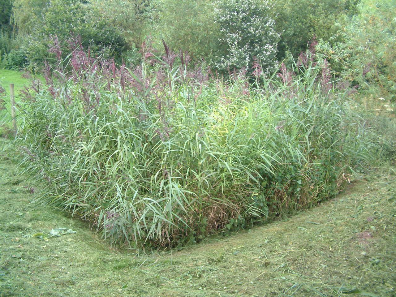 treatment wetlands Compact Vertical Flow Reed Beds
