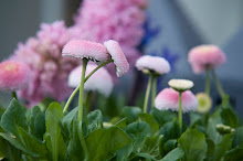 Vi har også hageblomster !