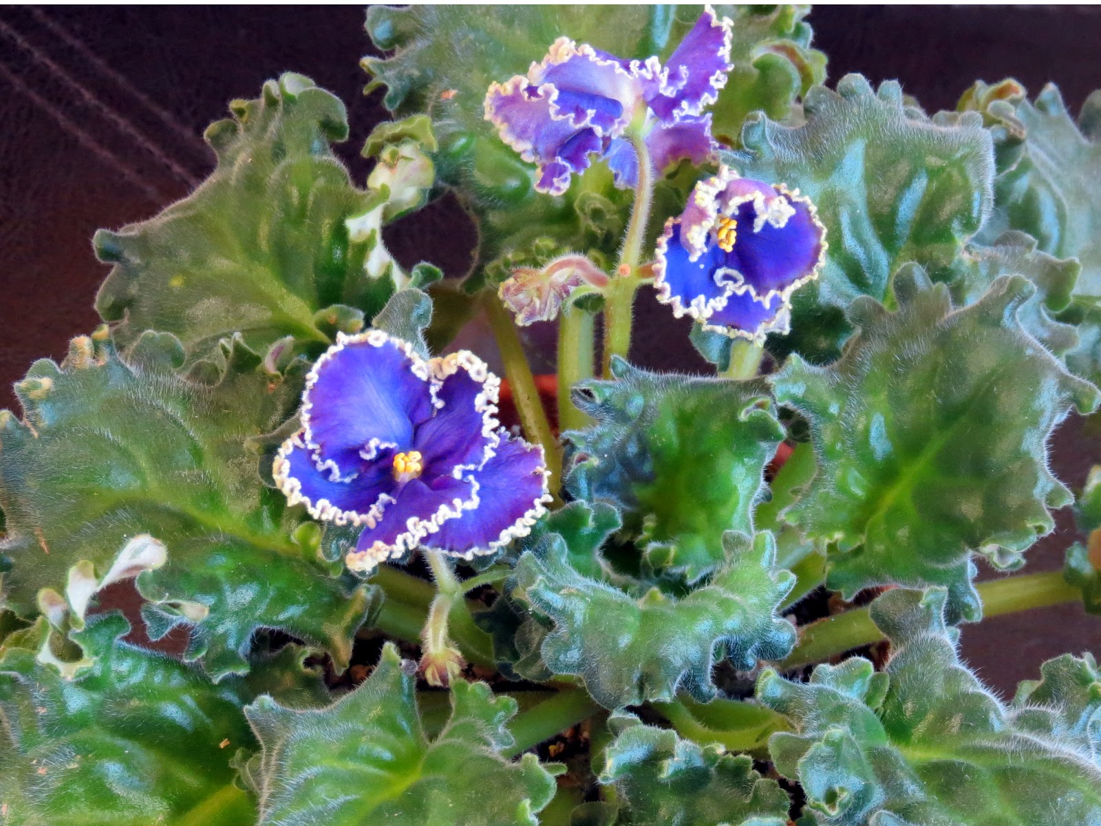 Marilyn's Florida Garden My African Violets