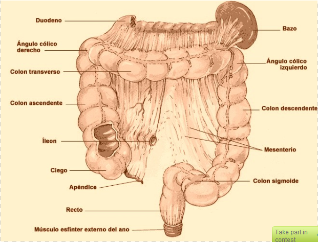 Cuerpo Humano: DOCUMENTAL - EL COLON