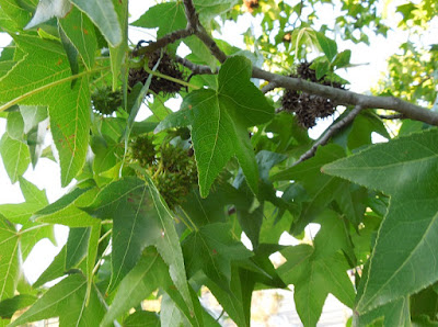 Sweetgum Tree Fruits in July, © B. Radisavljevic