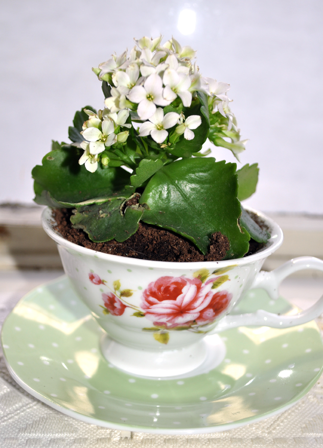 Av Susanne in english Tea cup flowers