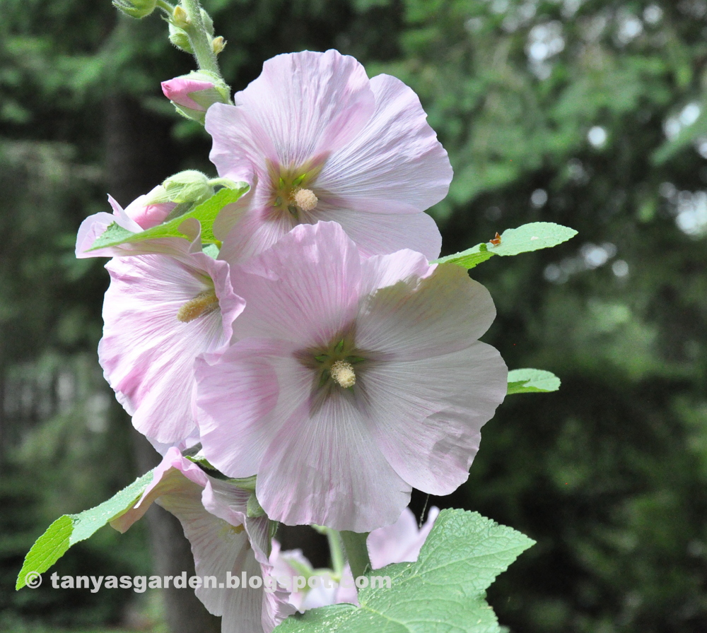 MySecretGarden Some August Flowers