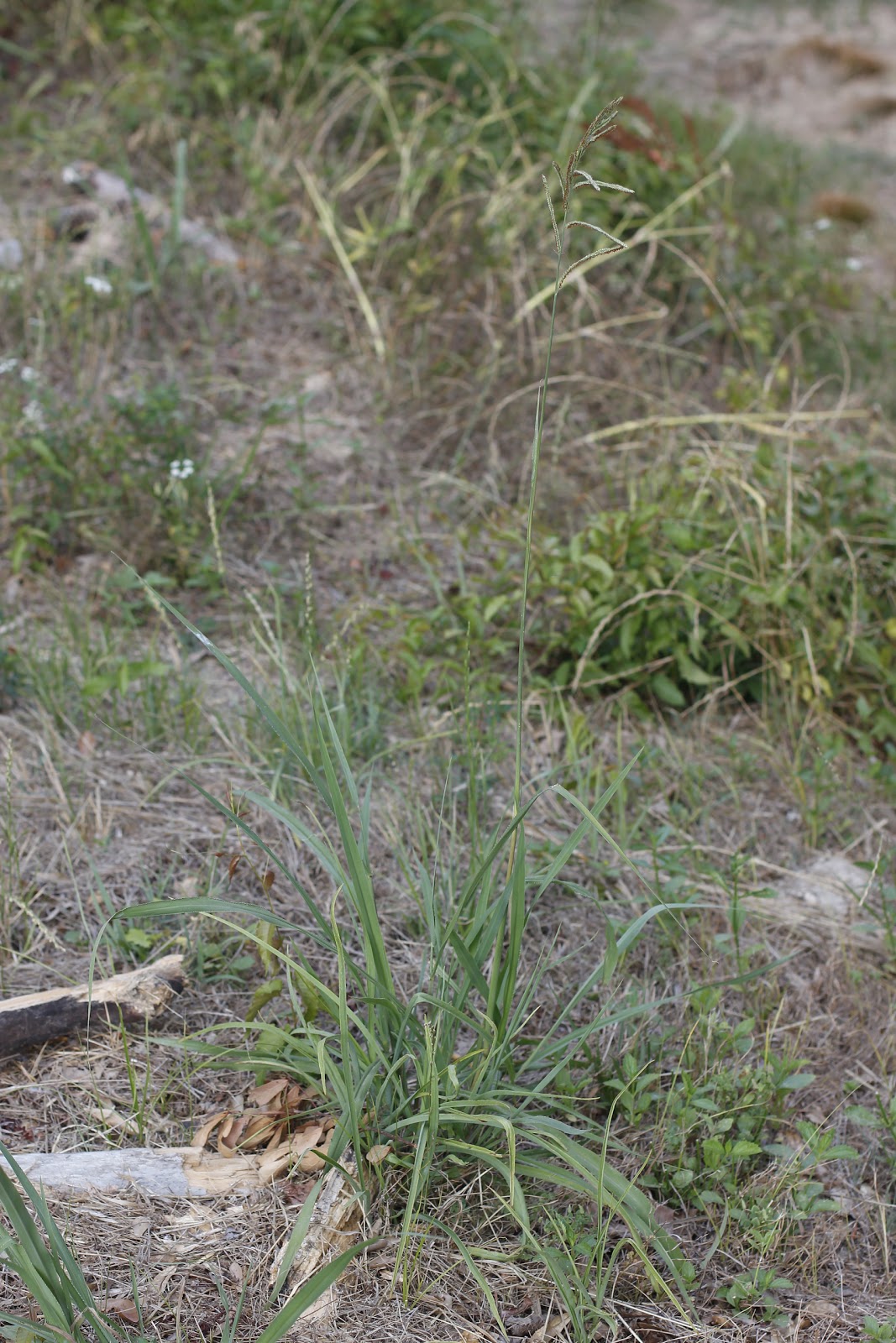 poaceae family