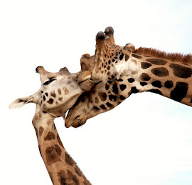 Žirafí poděkování za návštěvu tohoto blogu ;)