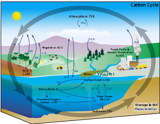 The Carbon Cycle  Let's Talk Science
