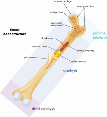 Colten's Blog: Bone Structure
