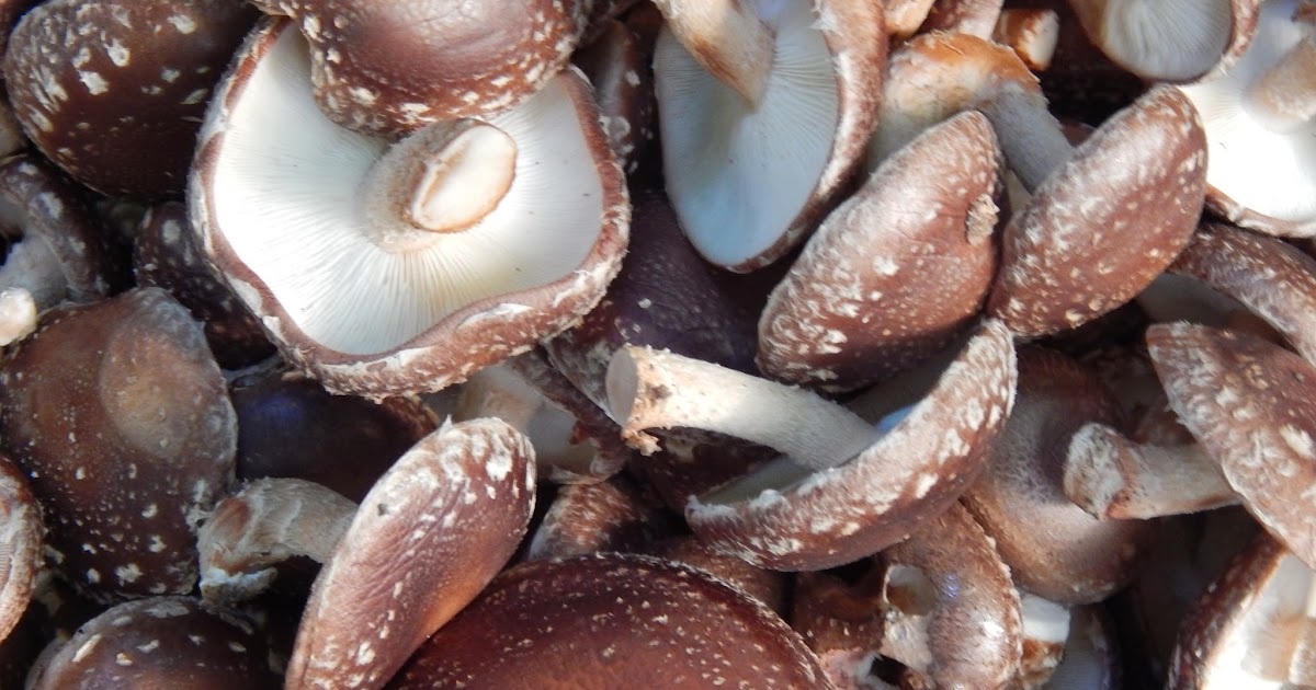 Wellspring Forest Farm & School Blog: Shares of forest-grown shiitake
