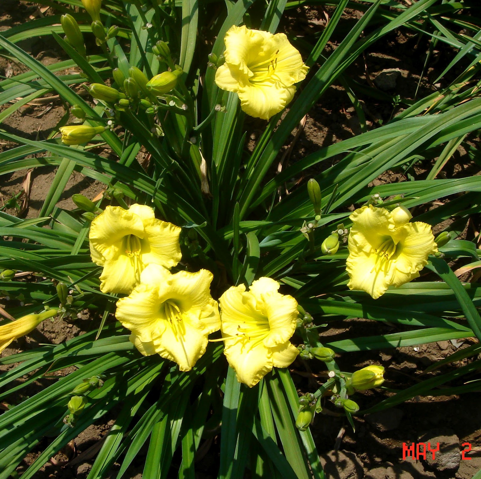 Crabapple LandscapExperts Daylilies! Hemerocallis means Beauty for A Day