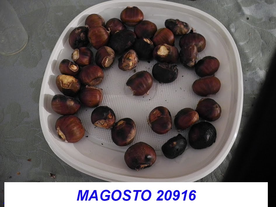 Magosto 2016