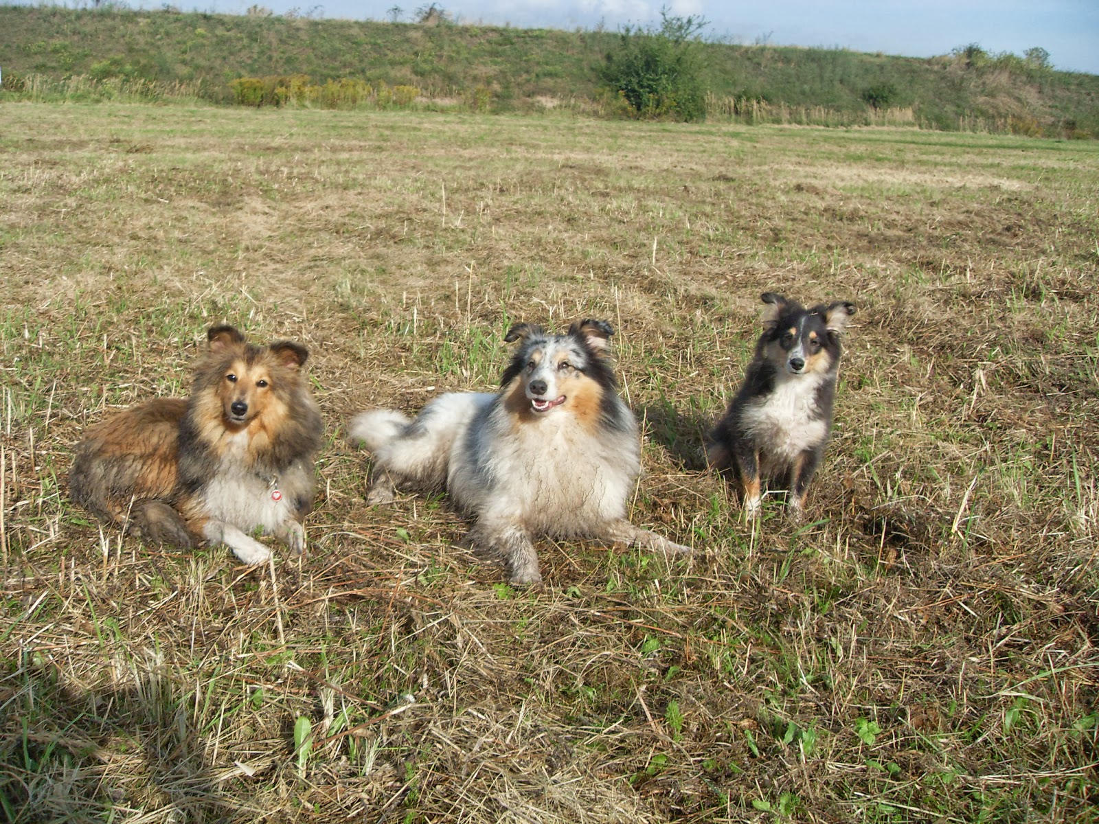 Ein Haus Fur Mensch Hund Katze Und Maus Telefonanschluss