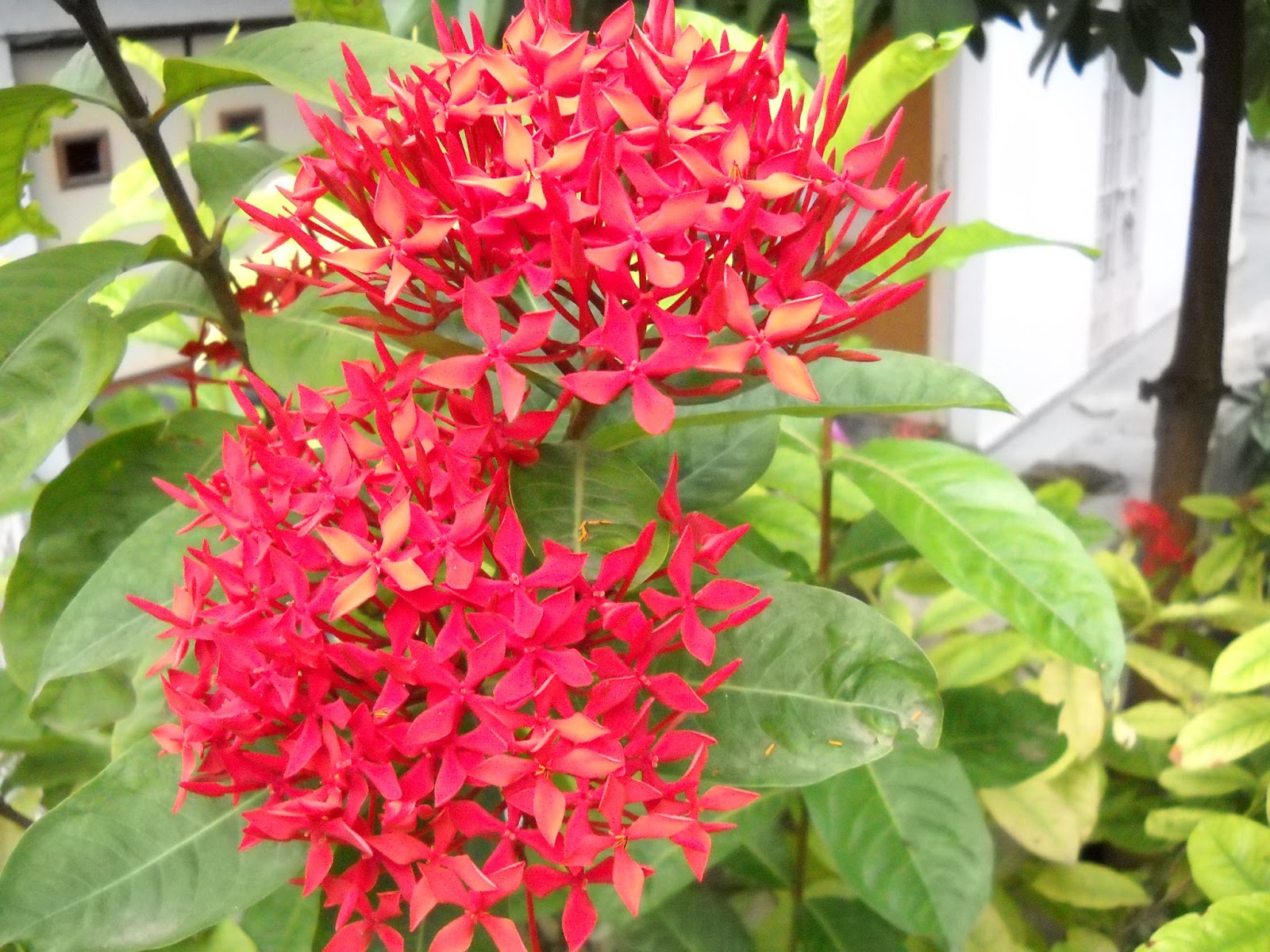 garden plants nursery Green Ahmedabad