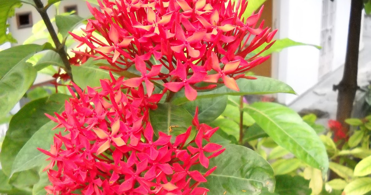 garden plants nursery Green Ahmedabad