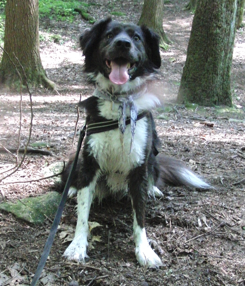 The Days of Johann, an agility dog!: Happy Birthday to my sis, Gracie!!!