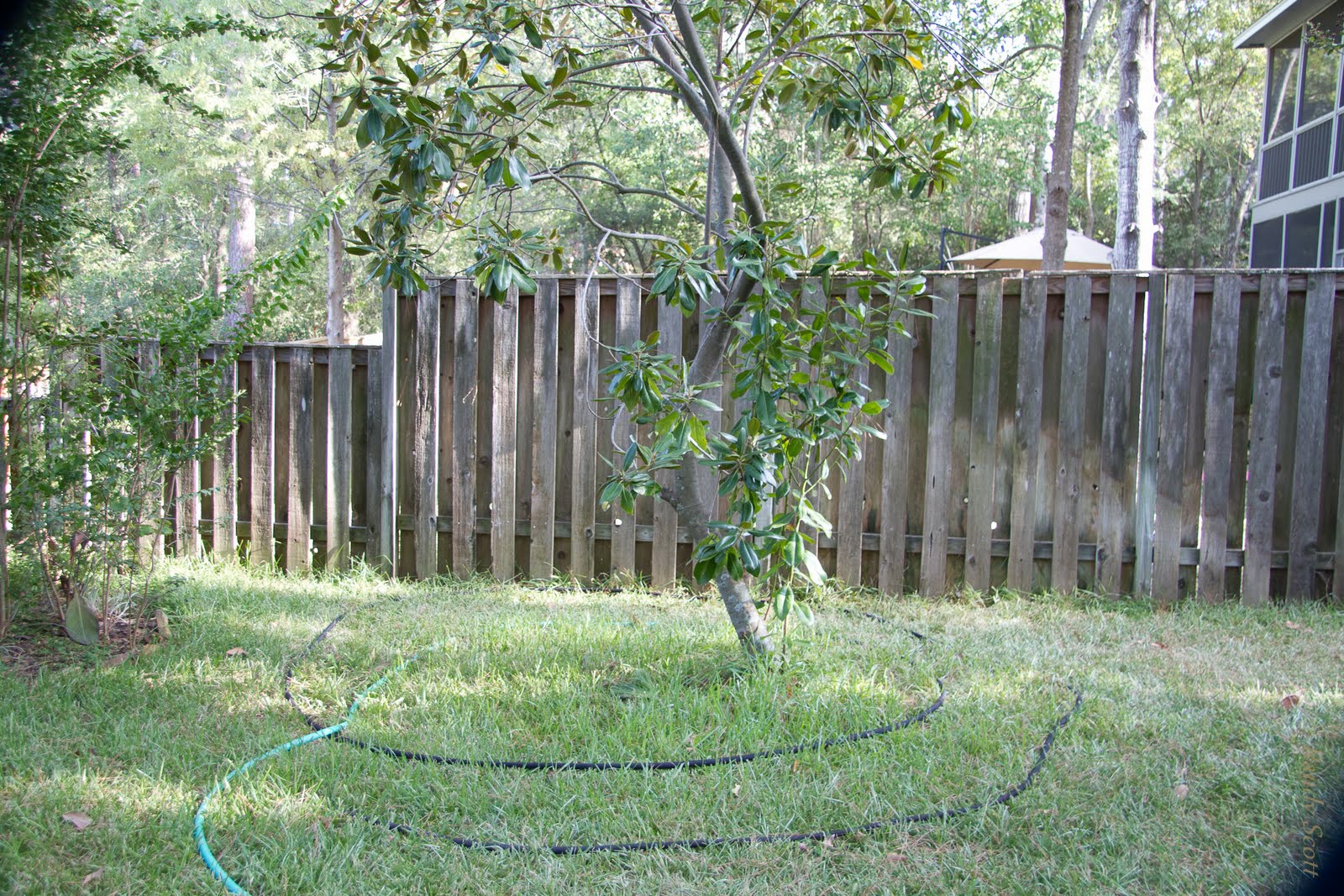 The Woodlands Texas Trees Watering Trees in The Woodlands, especially