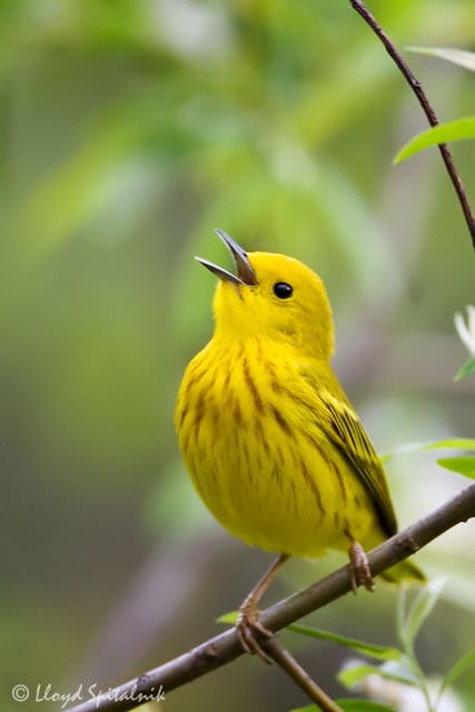 the yellow warbler beautiful bird the wildlife the yellow warbler beautiful bird the wildlife