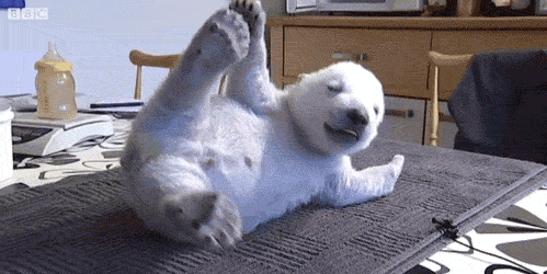 001-funny-animal-gifs-cute-baby-polar-bear.gif
