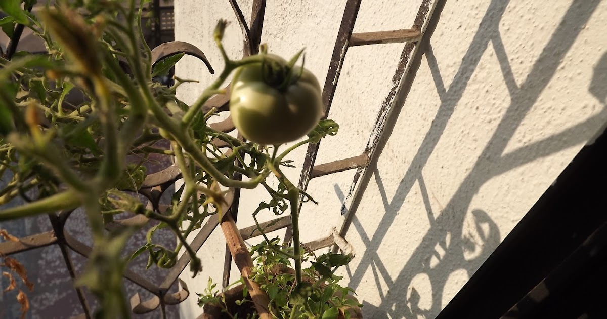 Look Maa..Tomatoes!