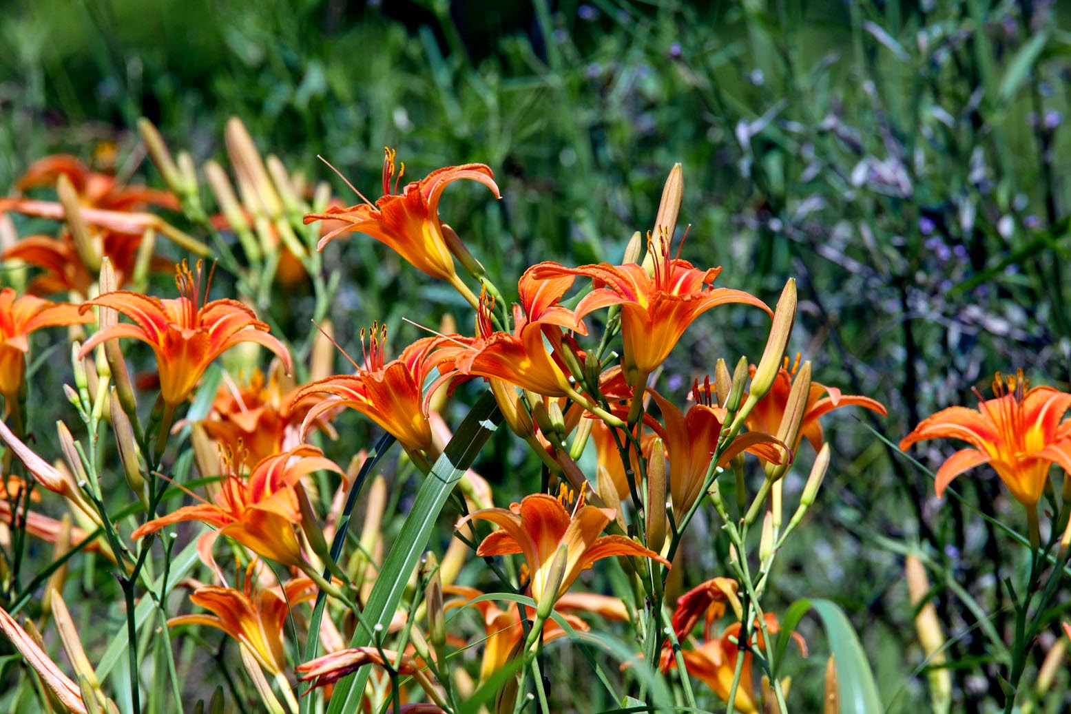 Pauca Verba Ditch Lilies Summer's Lesson of Stability