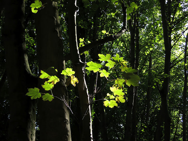 Light shining through leaves in a sycamore wood