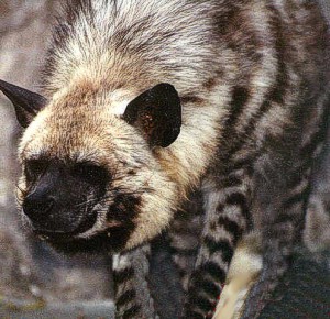 Striped Hyena Face