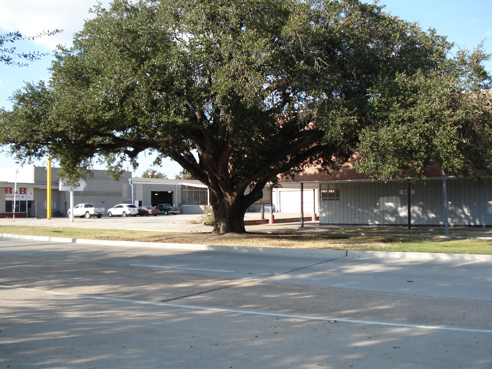 Baytown History Big Oak Tree