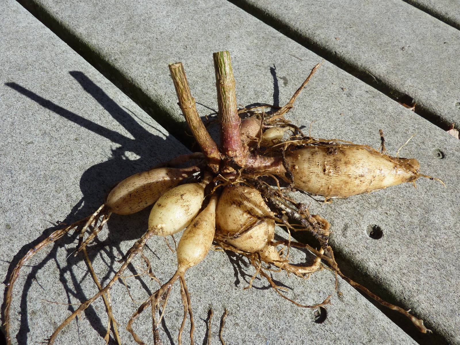 Grow It Eat It Crunchy tubers yacon and dahlia