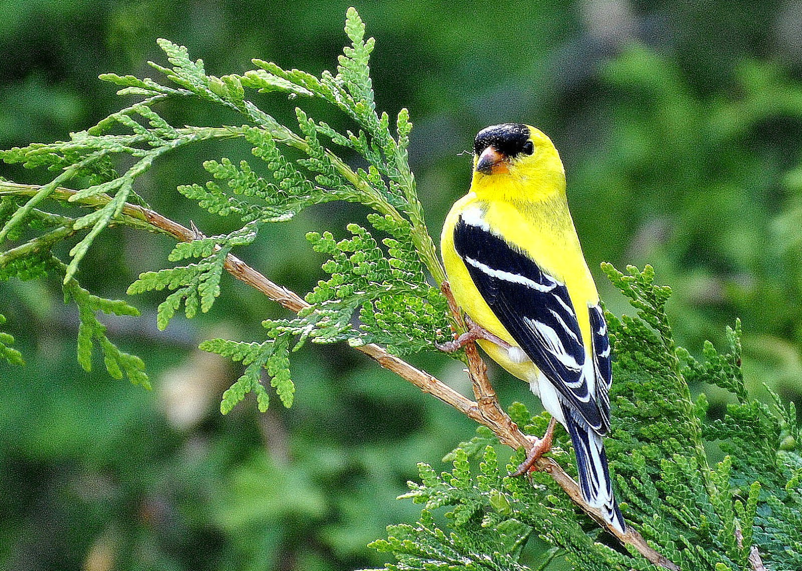 BARRY the BIRDER: Male goldfinches lose their glitter