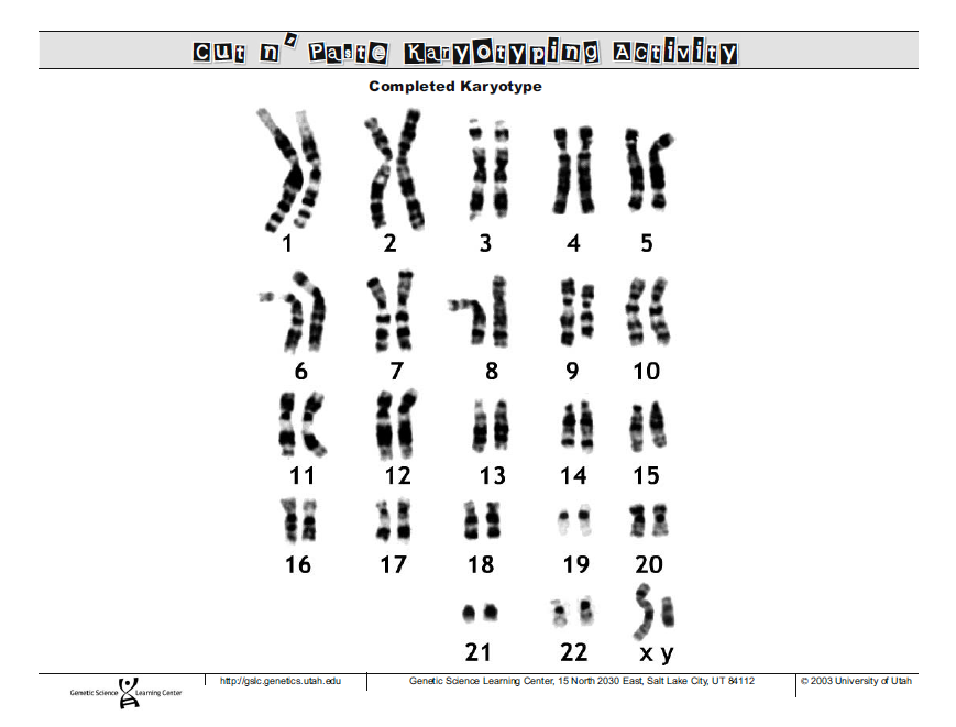 cut and paste karyotyping activity answers