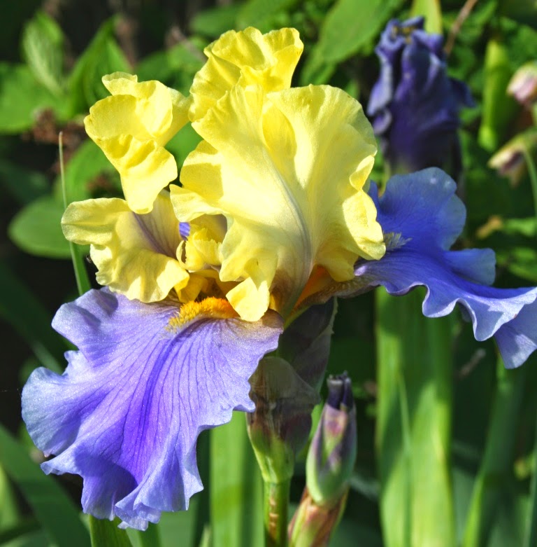 Garden Musings Queen of the Irises
