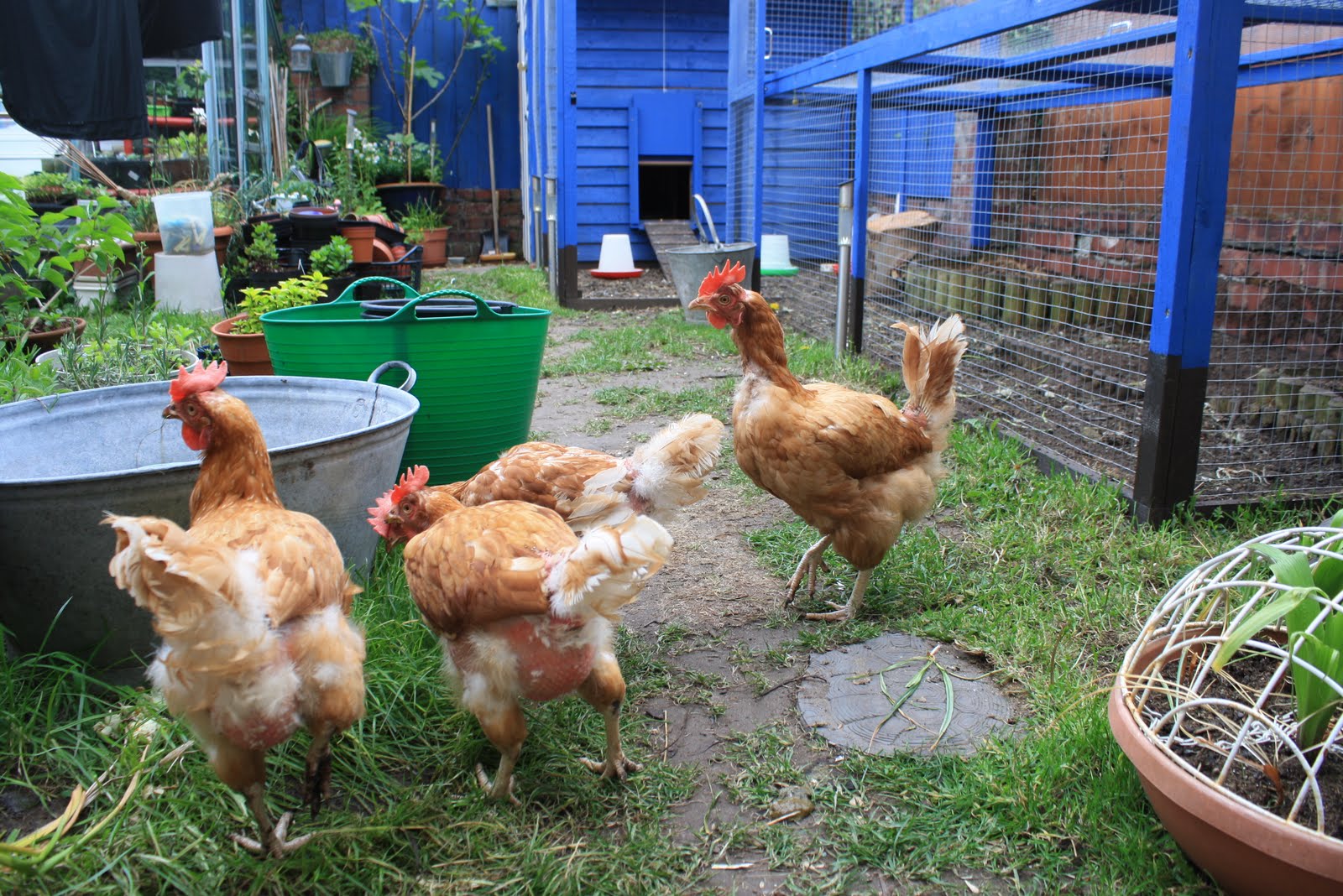 Allotment 65 A day of Rain and Chickens invade