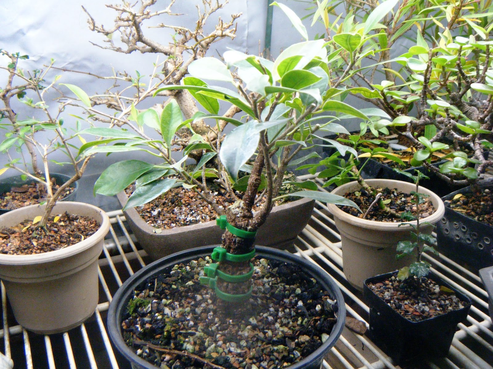 Bonsai in Hoosierland TrunkFusion Project A Progress Report