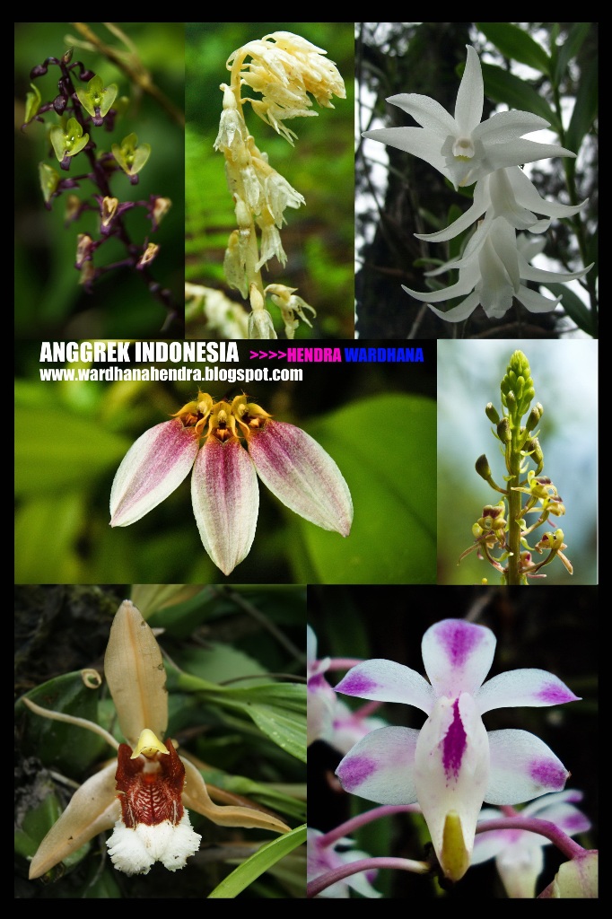 hendraWardhana Ini Anggrek ku, Anggrek mu, ANGGREK