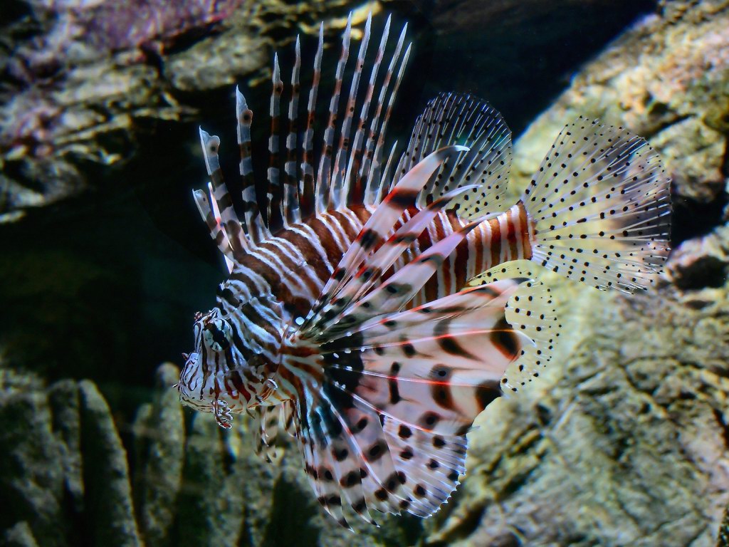Lionfish Background