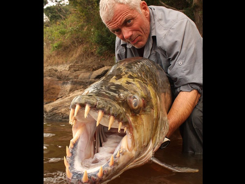 World News Goliath Tigerfish Fish, Predators Crocodile
