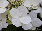 Hydrangea paniculata