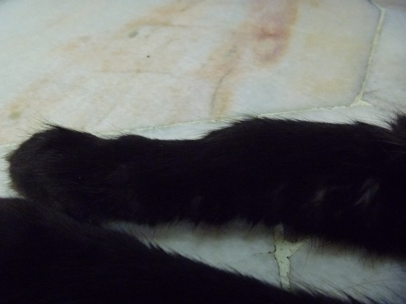 Injured kitten with broken paw (with updates) AnimalCare